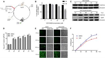 Deacetylation of HSC70-4 Promotes Bombyx mori Nucleopolyhedrovirus Proliferation via Proteasome-Mediated Nuclear Import